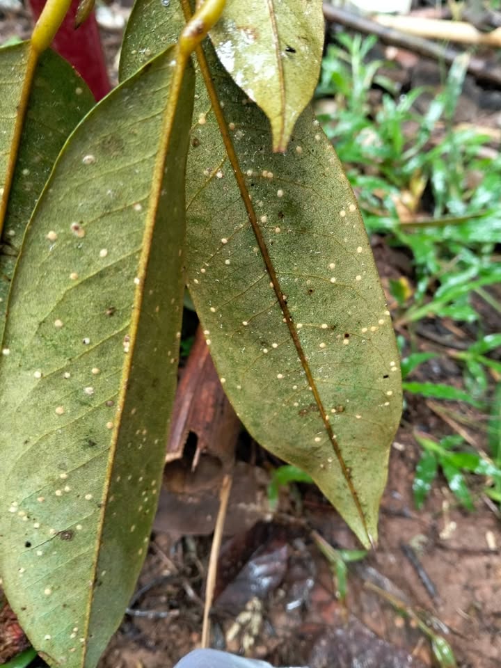 Đất nông nghiệp 4ha tại An Nhơn, Đạ Tẻh - Sổ đỏ chính chủ chỉ 750 triệu!