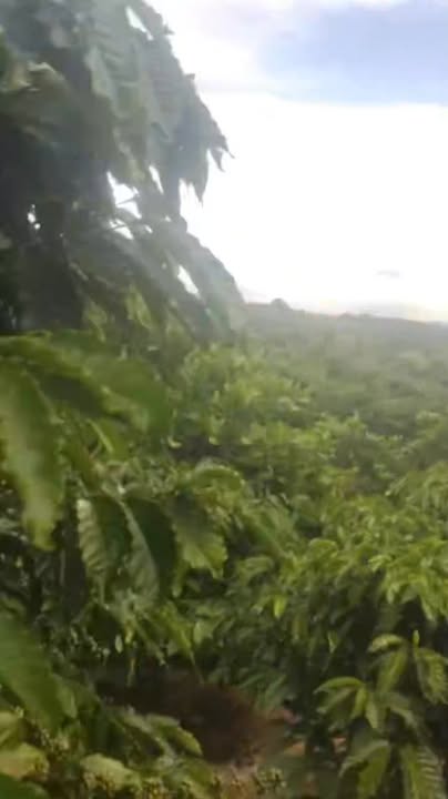 Đất nền Trúc Sơn Cư Jút 32.580m² - Sổ đỏ chính chủ, giá thỏa thuận