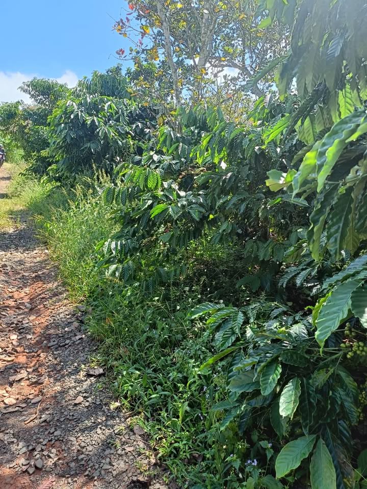 Đất thổ cư 160m² tại thôn Đồng Tiến, Đắk Nia - Giá chỉ 5.2 tỷ, cơ hội đầu tư tuyệt vời!