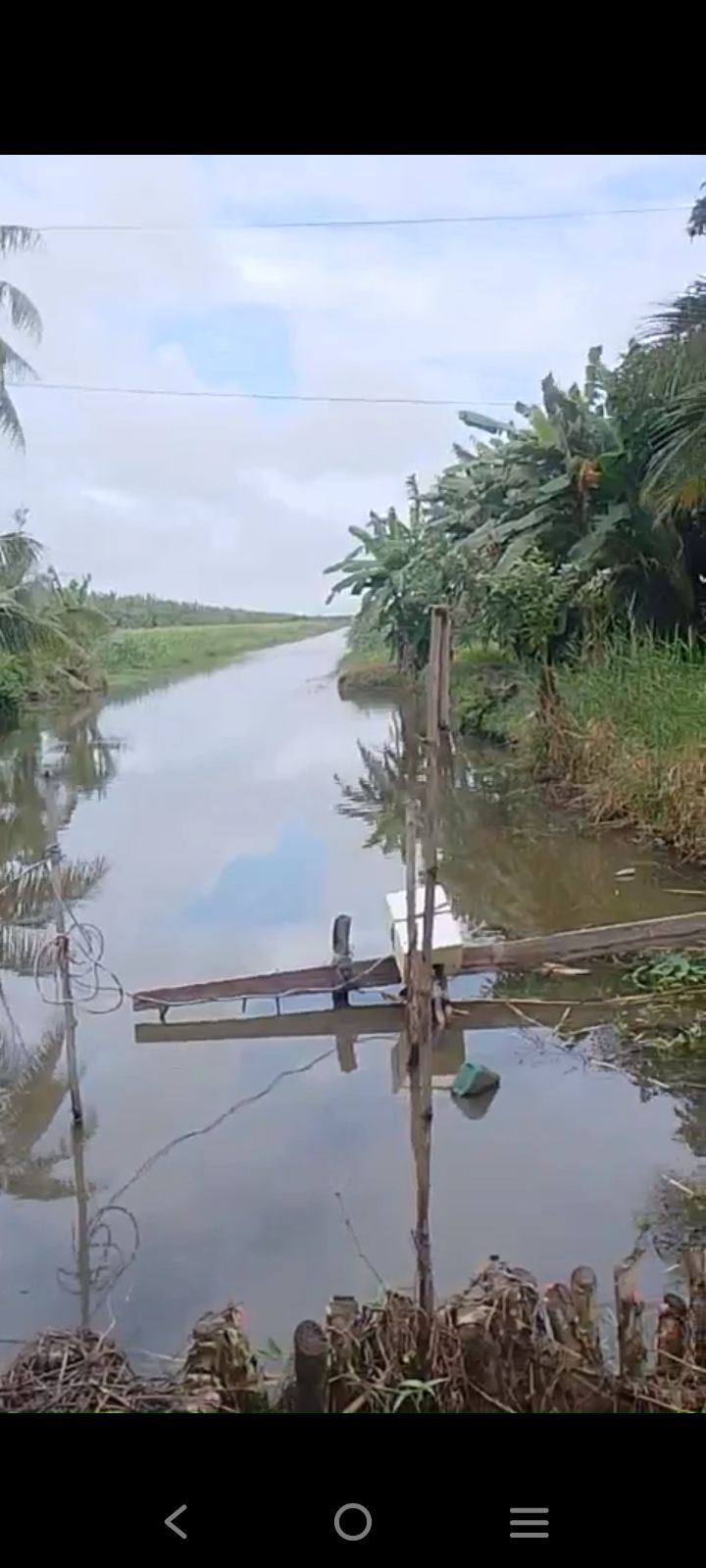 Đất trồng gừng chuối 40.000m² tại U Minh Thượng, Kiên Giang - Giá chỉ 2.2 tỷ!