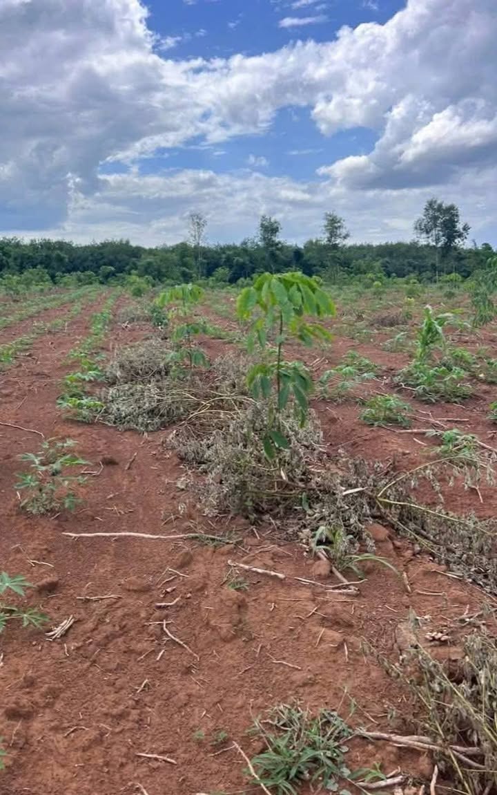 Đất nông nghiệp 5,9ha tại xã Long Hà, Phú Riềng - Giá chỉ 1,25 tỷ!