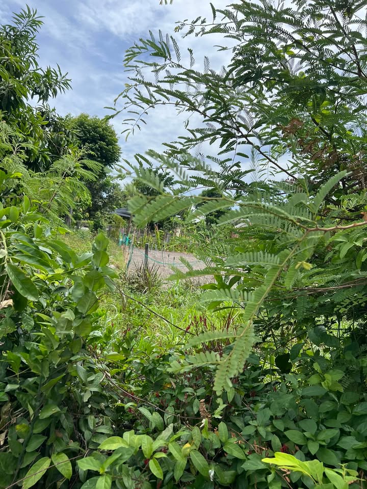 Đất nền Vườn An Lợi, Đức Phổ 1500m² chỉ 850 triệu - Cơ hội đầu tư hấp dẫn!