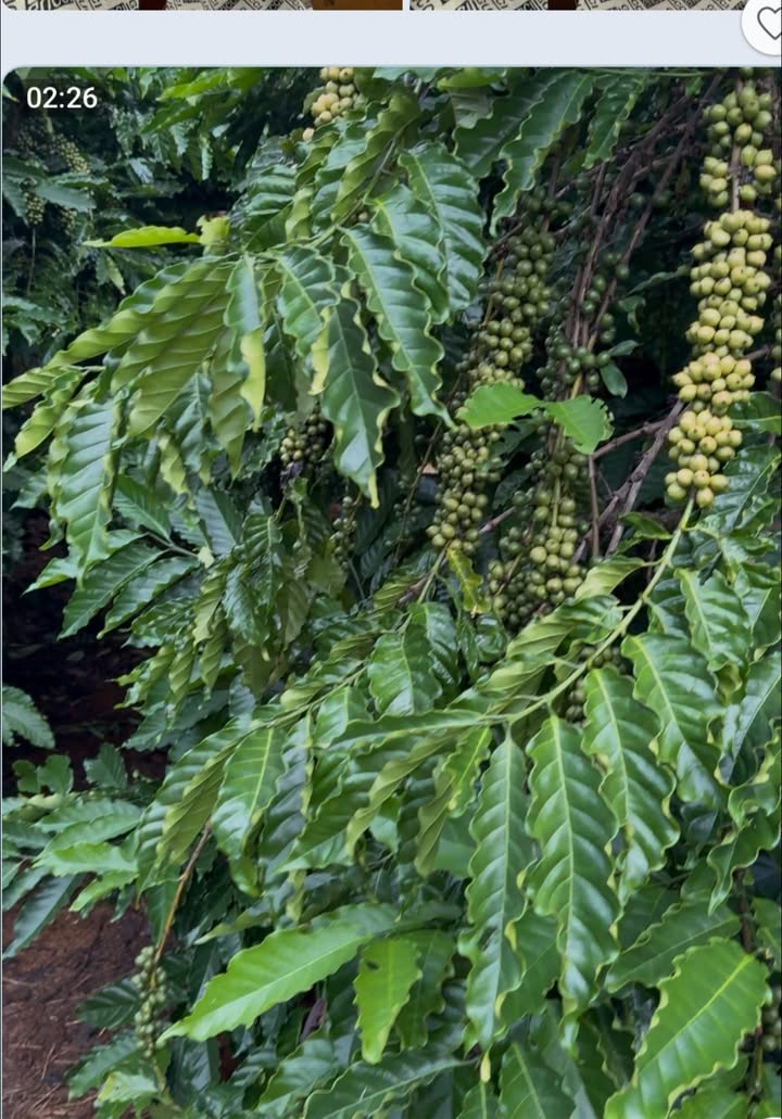 Đất 5 sào cafe tơ ở Đức Cơ, Gia Lai - Giá 750 triệu, đầu tư sinh lời!