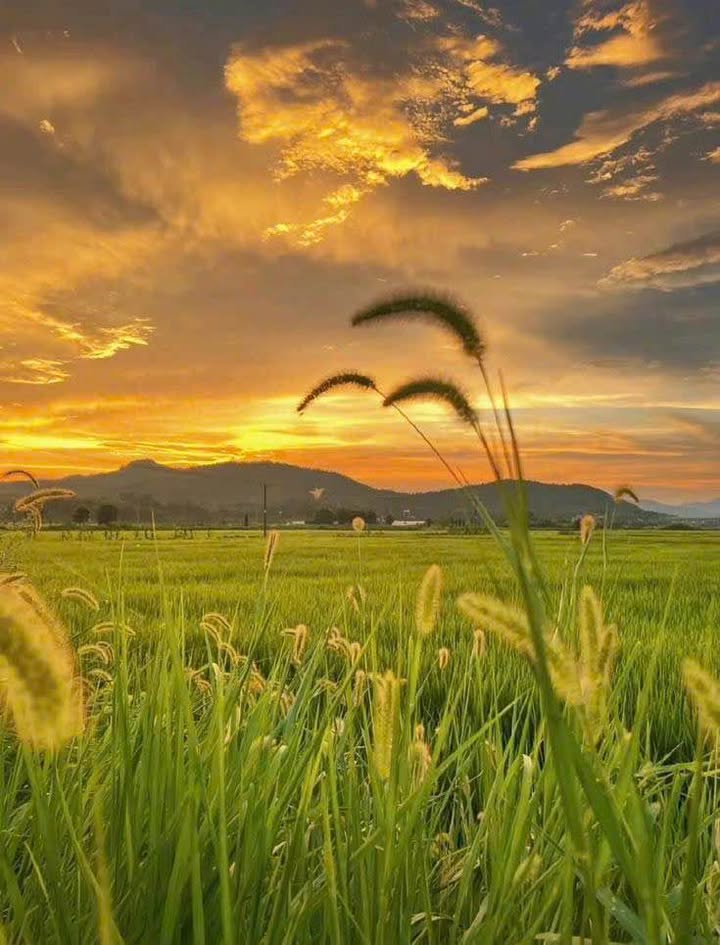 Đất thổ cư 240m² Bình Lộc, Long Khánh chỉ 1.25 tỷ - Sổ đỏ chính chủ!