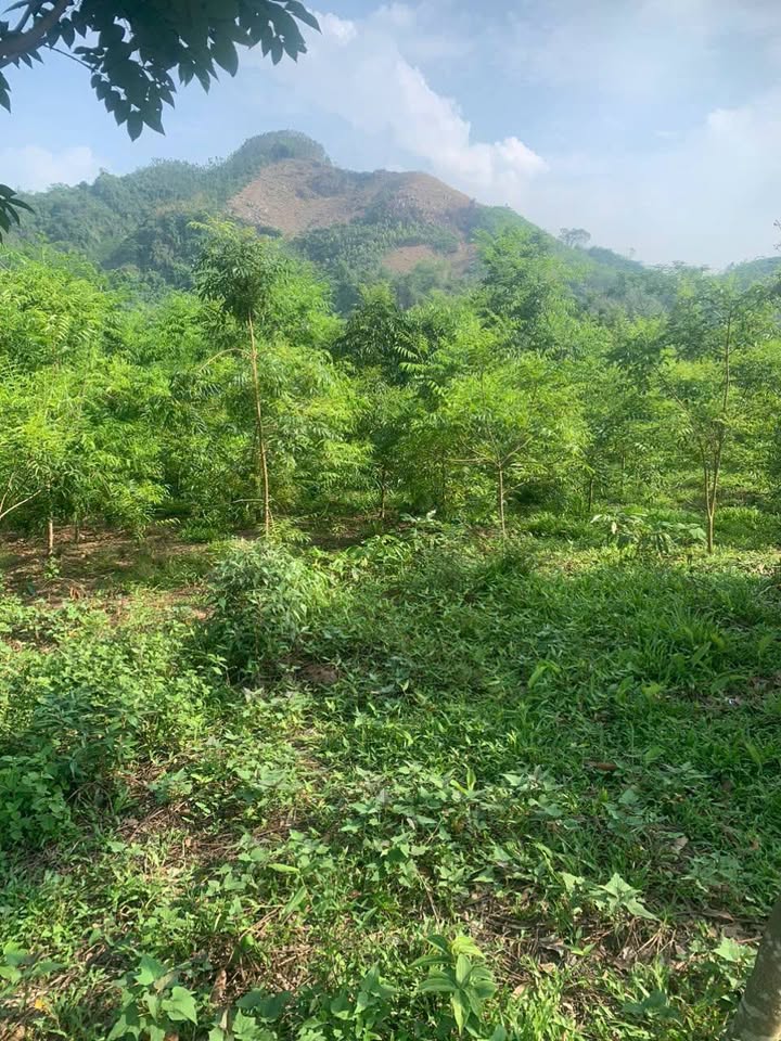 Trang trại 2,5ha Tiến Bộ, Tuyên Quang - Cơ hội đầu tư sinh lời bền vững!