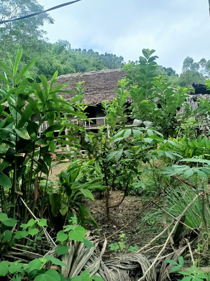 Đất nền thổ cư Kim Phú, Tuyên Quang 6000m² giá 4 tỷ - Cơ hội đầu tư hấp dẫn!