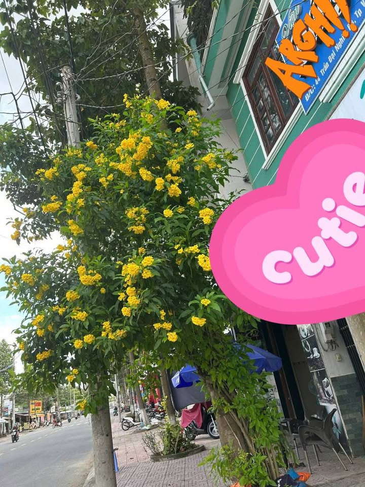 Nhà mặt tiền đường Trần Đại Nghĩa, Vĩnh Long 53m² giá 7 triệu - Không gian thoáng đãng cho thuê ngay!