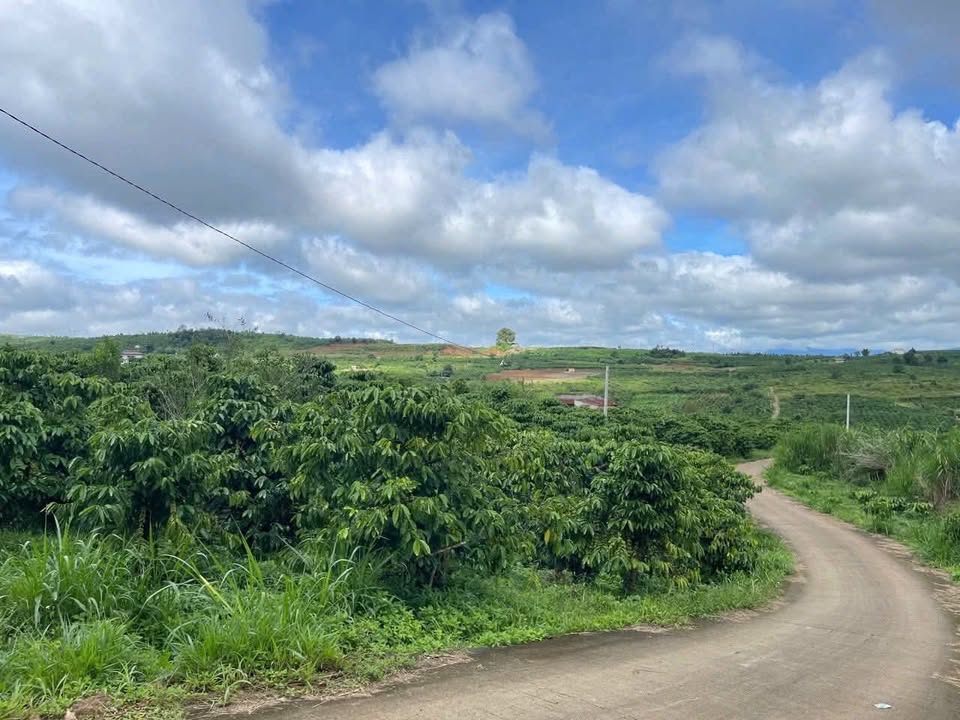 Đất sổ hồng 3269m² tại Lâm Hà chỉ 1.65 tỷ - Cơ hội đầu tư tuyệt vời!