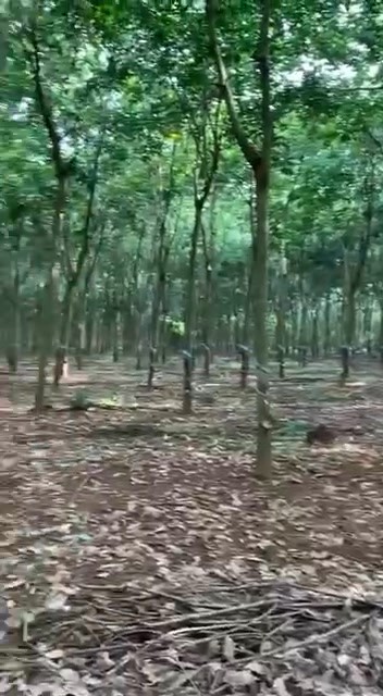 Đất farm Cao su Thuận Lợi, Đồng Phú 53,000m² giá 8.92 tỷ - Đầu tư sinh lời lý tưởng!