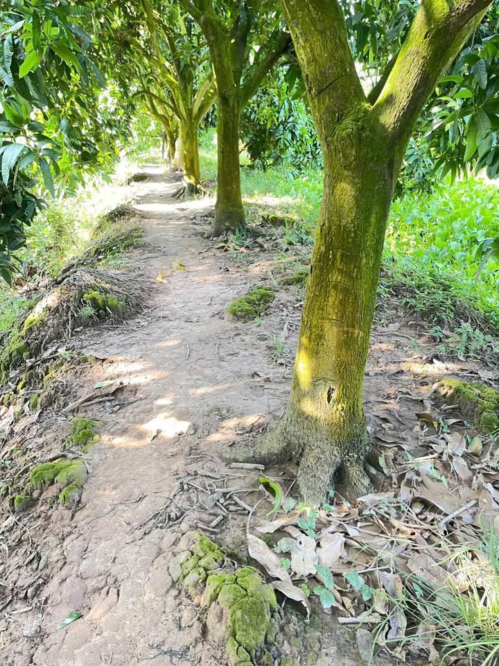 Đất vườn ấp Hoà Mỹ, xã Hoà An, 1466m² giá 1.7 tỷ - Đầu tư sinh lời ngay!