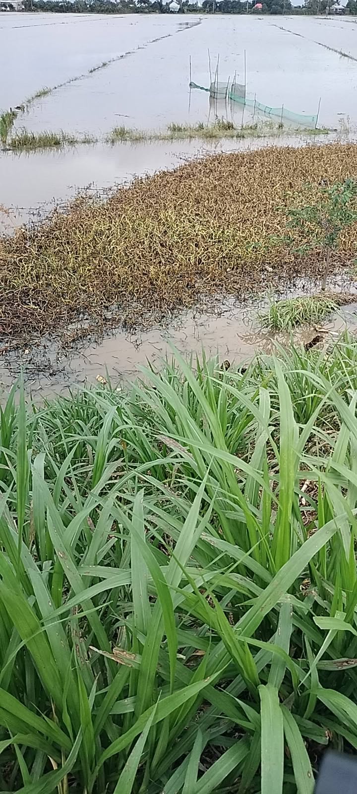 Đất ruộng 10 công xã Trường Xuân, huyện Tháp Mười - Giá 2.2 tỷ, mặt tiền 48m