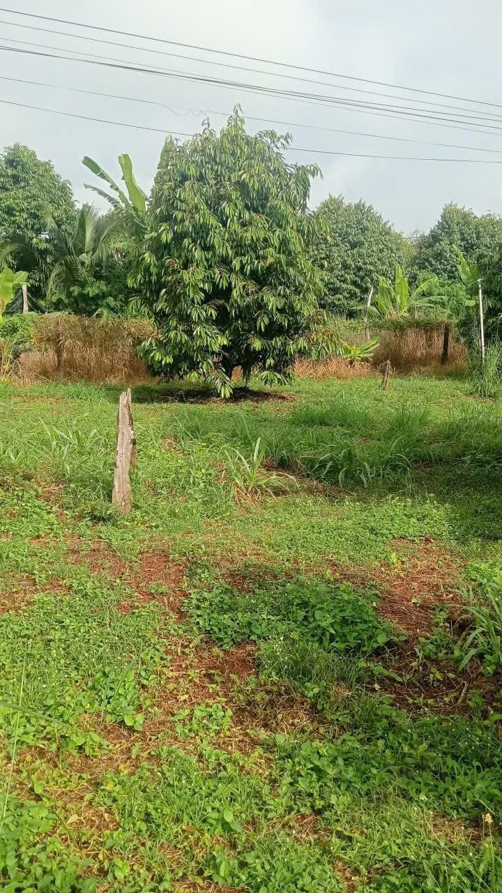 Farm Lộc An Lộc Ninh 10.000m² giá 2 tỷ - Đầu tư sinh lời ngay!