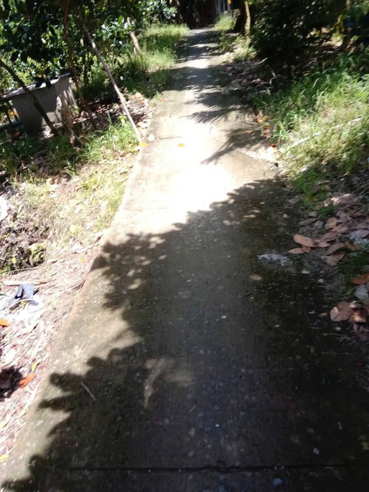 Farm 9000m² tại ấp Mỹ Hòa, Cái Bè giá chỉ 4.5 tỷ - Tiềm năng đầu tư cao!