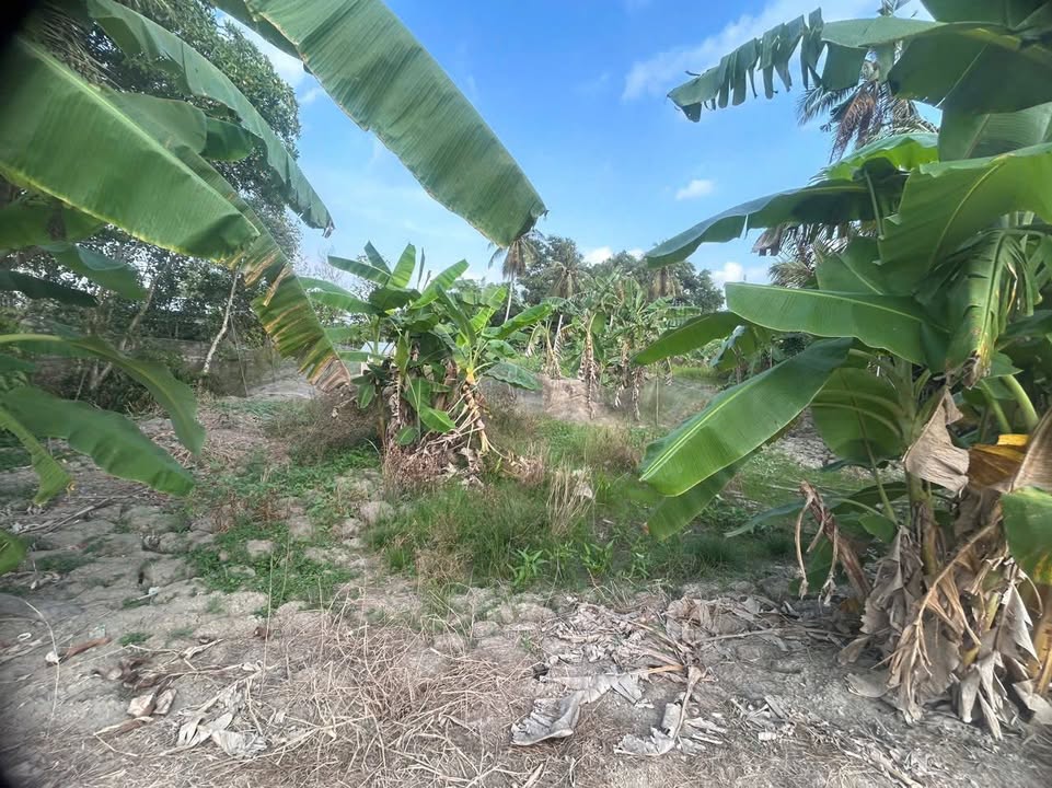 Đất nền ấp 5, xã Thuận Hoà, Long Mỹ 1260m² giá 1.2 tỷ - Cơ hội đầu tư tuyệt vời!