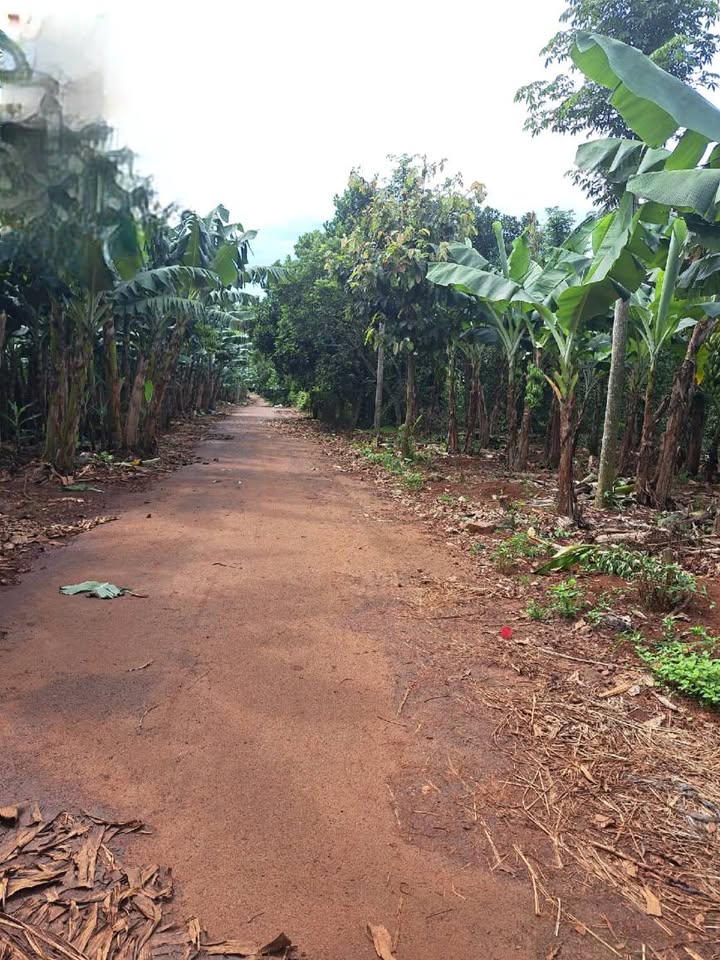 Đất nền 1500m² tại Xã Quảng Thành, Châu Đức - Sổ hồng chính chủ, giá chỉ 1.15 tỷ!