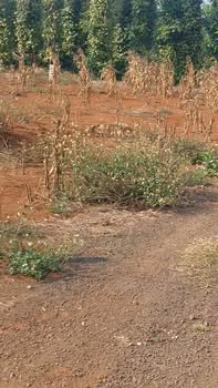 Đất nền chính chủ xã Ea Tiêu 920m² giá 1.05 tỷ - Đầu tư sinh lời cao!