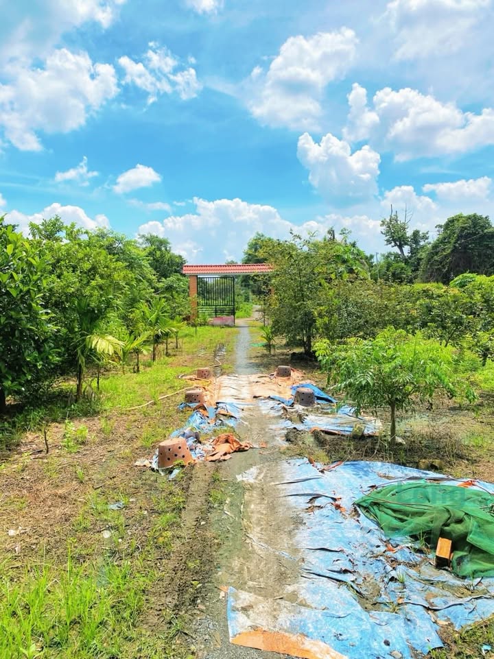 Nhà vườn nghỉ dưỡng tại xã Trung An, Củ Chi 1390m² giá 2 tỷ - Không thể bỏ lỡ!