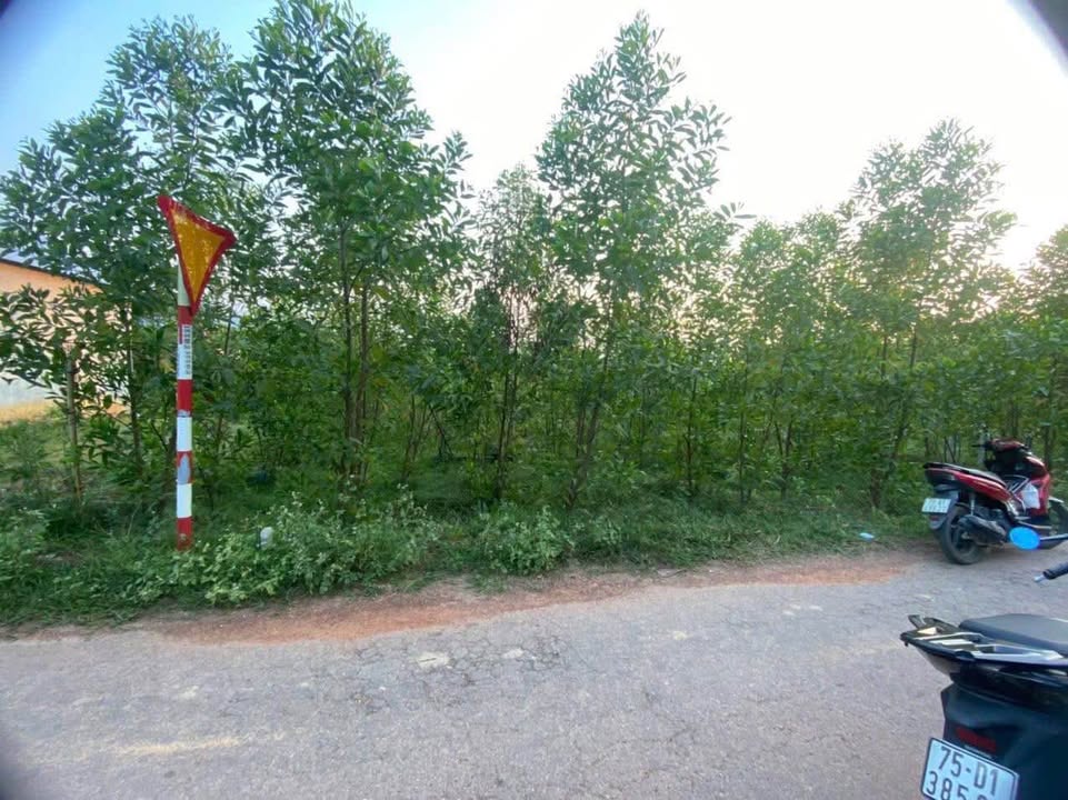 Đất ở Lộc Bổn, Phú Lộc 520m² giá 500 triệu - Sẵn sàng chuyển nhượng ngay!