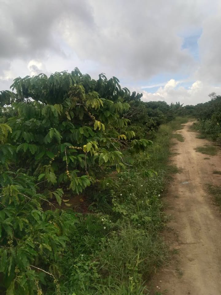 Đất mặt tiền Phú Xuân, Krông Năng 5000m² giá 1.2 tỷ - Đầu tư cà phê sinh lời ngay!