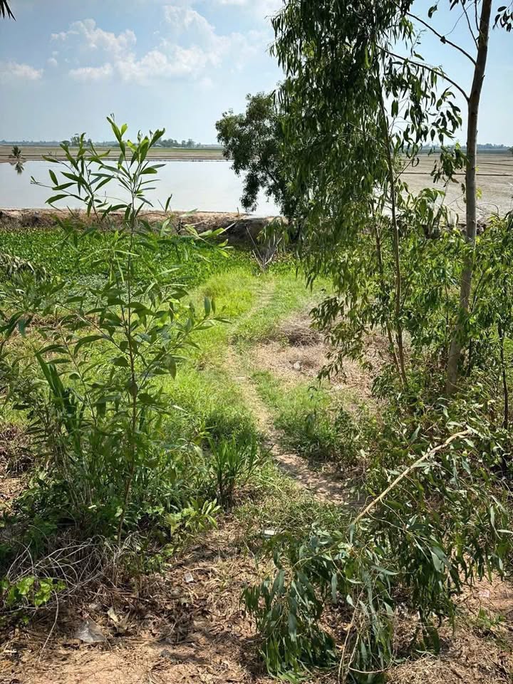 Đất ruộng 12.000m² tại Tân Hộ Cơ, Đồng Tháp giá 1.5 tỷ - Đầu tư sinh lời ngay!