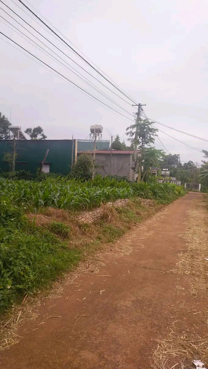 Đất thổ cư Cư Suê 135m² giá 650 triệu - Đường bê tông thông thoáng!