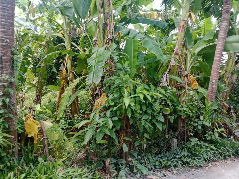 Đất nền Thường Thạnh Cái Răng 219m² giá 750 triệu - Tiềm năng sinh lời cao!