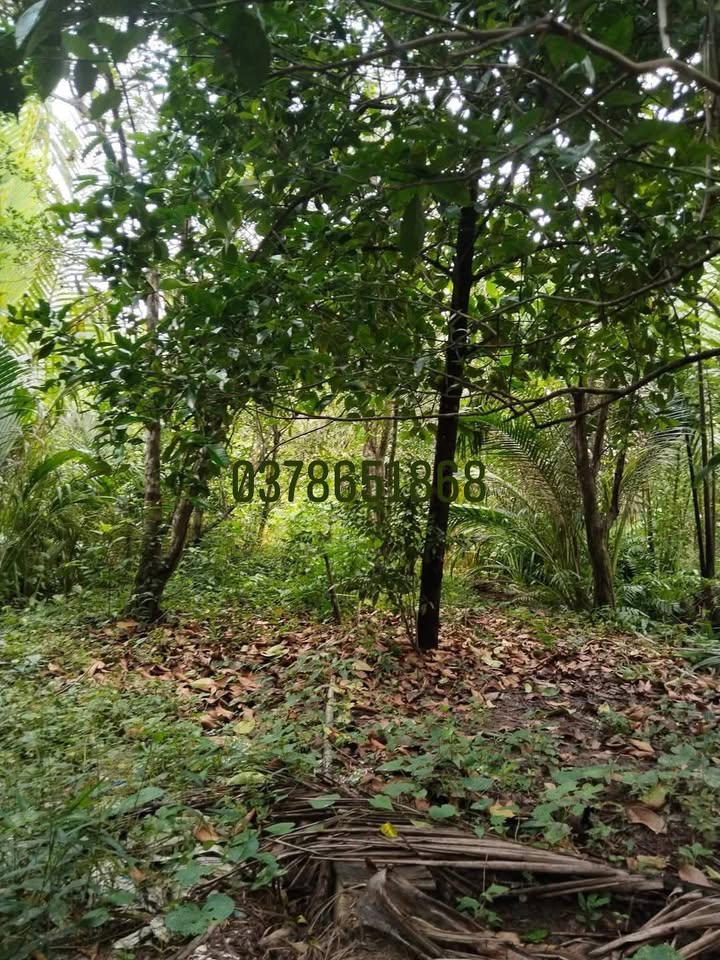 Đất thổ cư 4.000m² tại Nhị Long, Càng Long, Trà Vinh - Giá chỉ 2.4 tỷ!