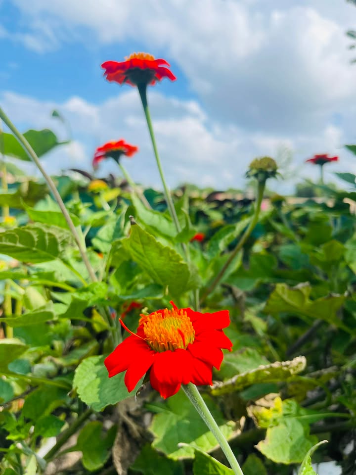 Đất nền Bùi Thị Xuân 56m² giá thỏa thuận - Sổ đỏ chính chủ, gần chợ Phú Tài!