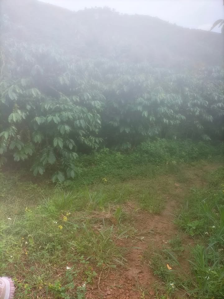 Đất nền Lộc Đức Bảo Lâm 70000m² giá 3.3 tỷ - Cơ hội đầu tư sinh lời!