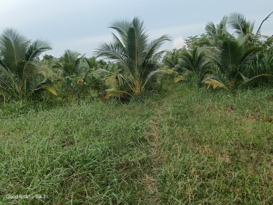 Đất vườn dừa 3600m² xã Mỹ Chánh, Ba Tri - Giá chỉ 1.116 tỷ, cơ hội đầu tư hấp dẫn!
