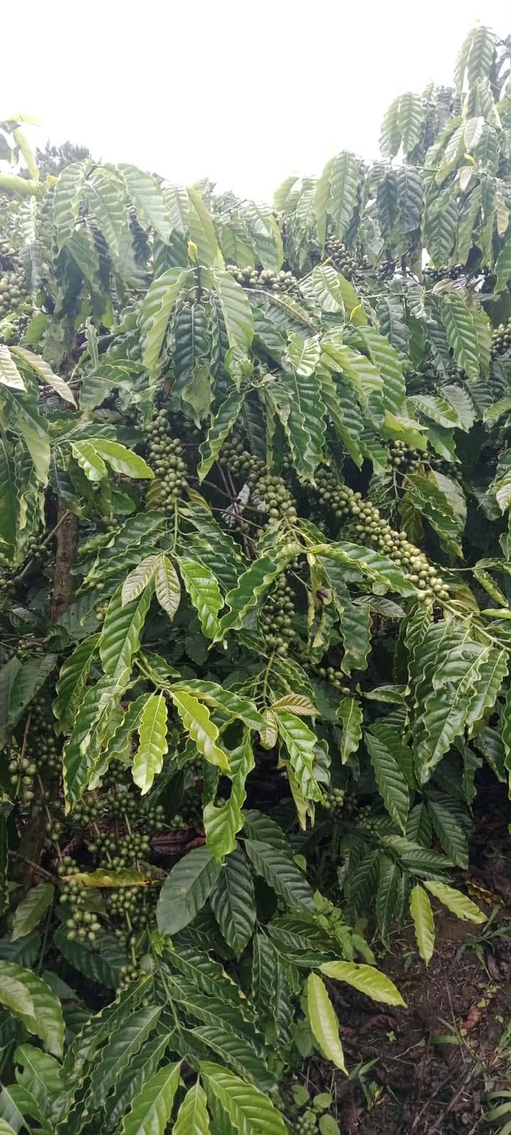 Đất nền Tân Hà 720m² giá 1.45 tỷ - Đất nở hậu, vị trí đẹp!