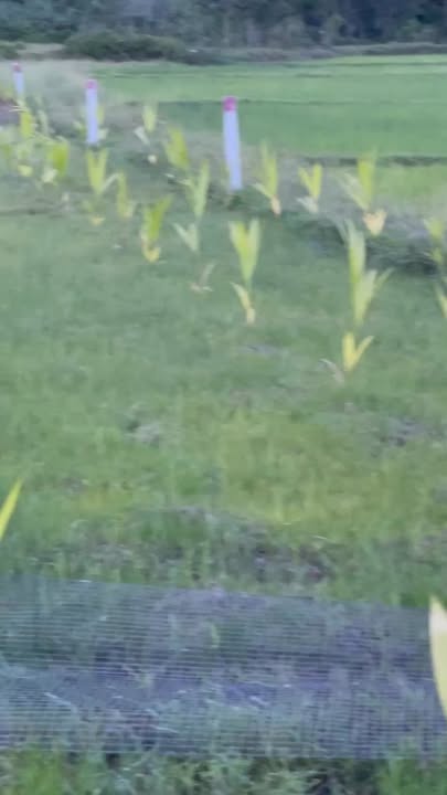 Đất trồng cây 900m² tại Nghĩa Giang - Giá chỉ 130 triệu, tiện nghi gần trung tâm!