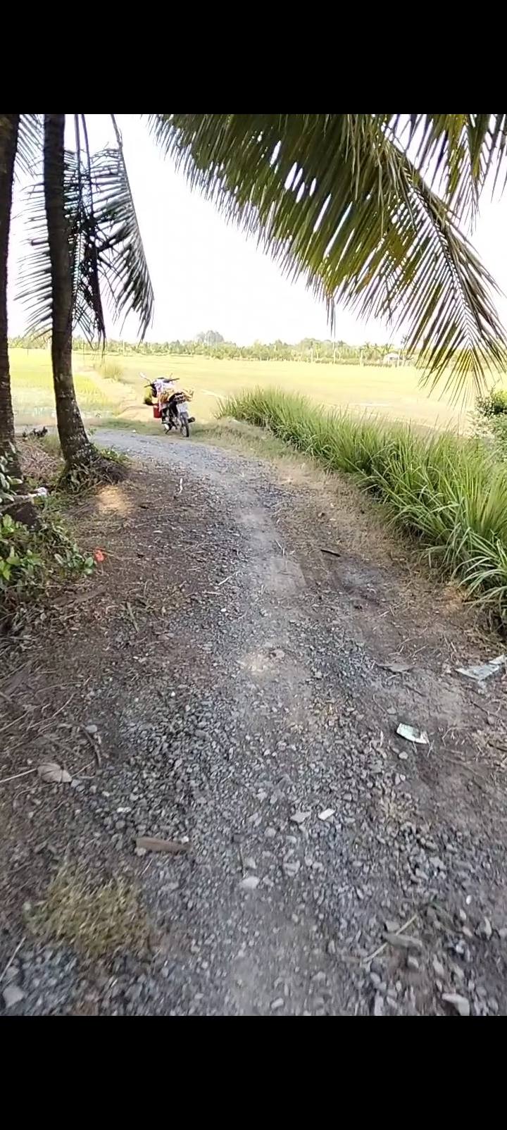 Đất lúa góc 2 mặt tiền tại Mỹ Phú, Thủ Thừa - 1.000m² chỉ 850 triệu!