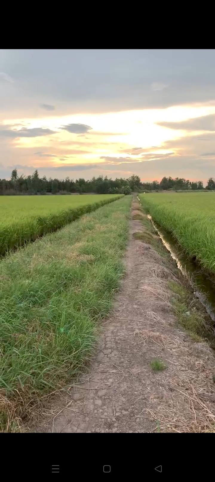 Đất vườn 2000m² xã Mỹ Thạnh, Thủ Thừa - Giá chỉ 600 triệu!