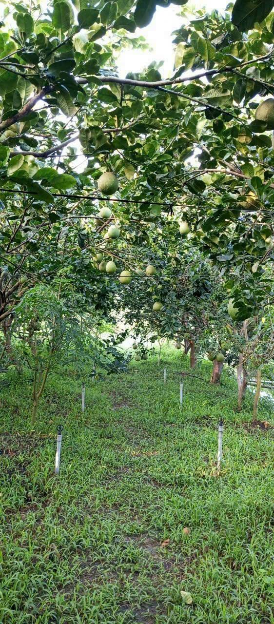 Đất lúa 4,500m² tại xã Hội An - Đang trồng bưởi cho trái, giá chỉ 650 triệu!