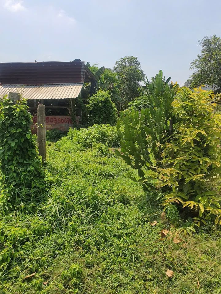 Đất thổ cư 250m² tại Đức Hòa, Long An - Chính chủ bán gấp chỉ 800 triệu!