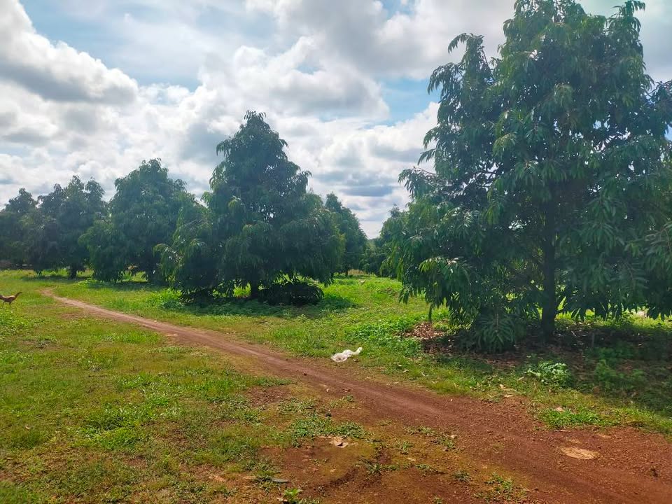 Farm 2ha Sầu Riêng Full Thái tại Phước Tân, Phú Riềng - Giá 7 tỷ, Đầu tư sinh lời!