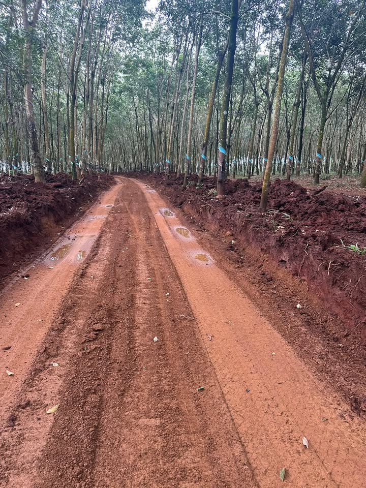 Đất Farm 47.000m² xã Phú Nghĩa, giá 1.7 tỷ - Cơ hội đầu tư tuyệt vời!