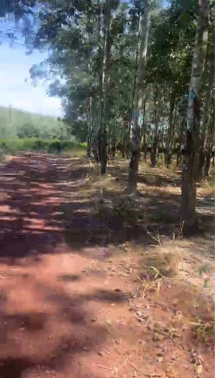 Đất nền Bắc Tân Uyên 16.320m² giá 16.32 tỷ - Đường ô tô, tách thửa đẹp!