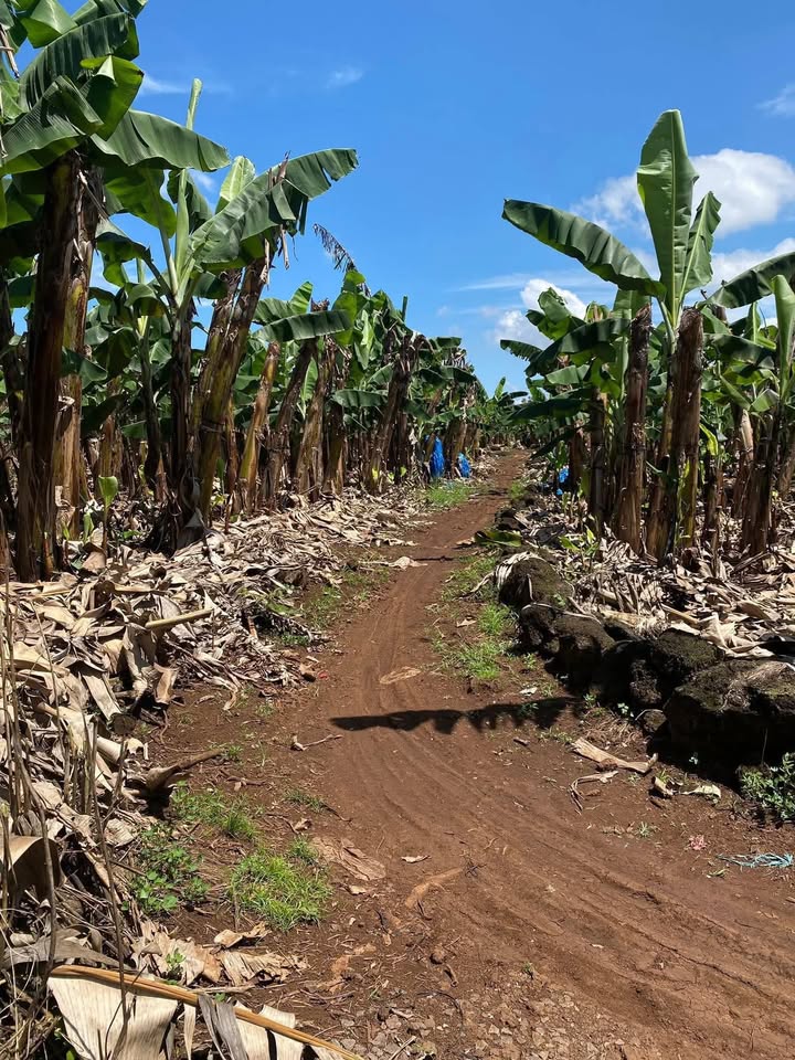 Đất nền 10.000m² tại xã Phú Lợi, Định Quán - Cơ hội đầu tư vàng!