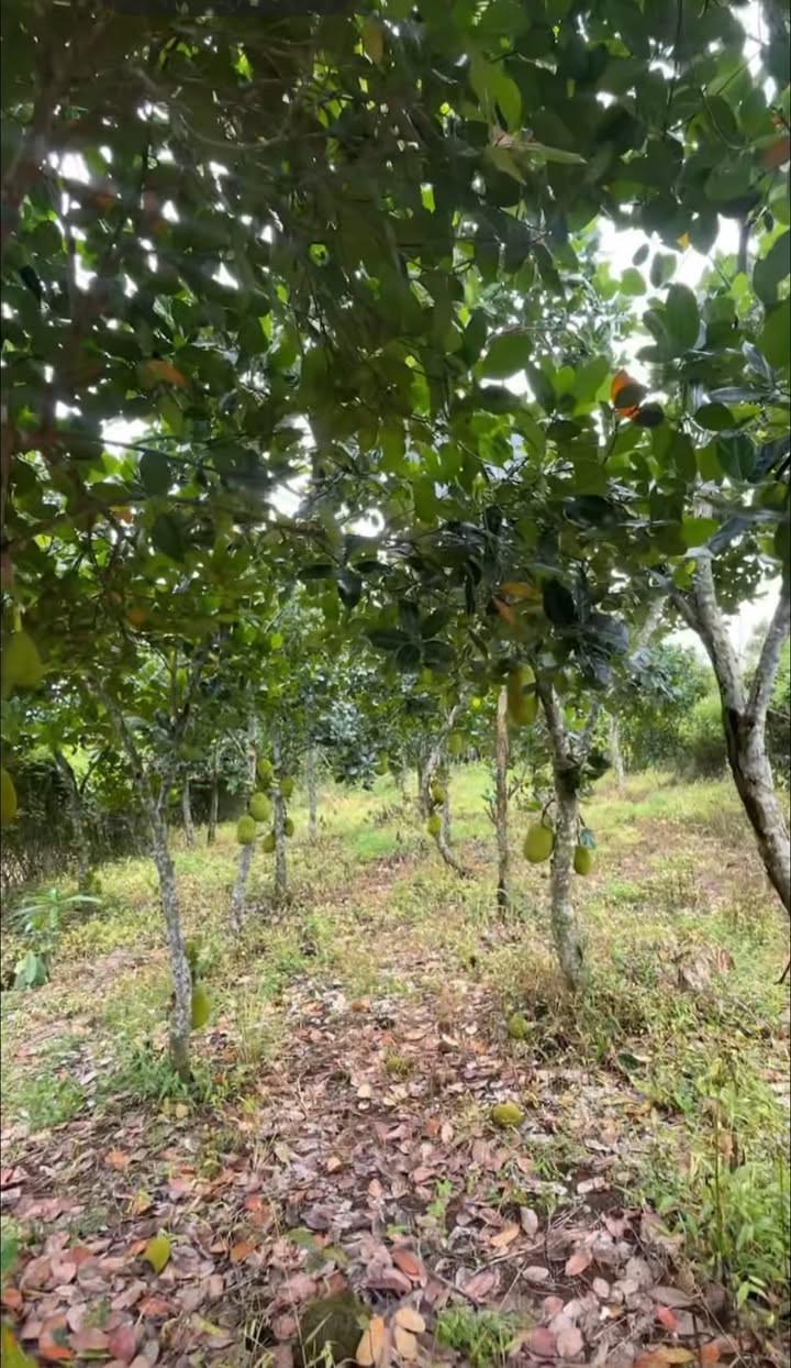 Đất nền 1 sào tại xã Phú Xuân, Đồng Nai chỉ 850 triệu - Sổ riêng, 3 mặt tiền đẹp!