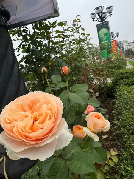 Đất tặng nhà tại Nguyễn Hữu Cảnh Đà Lạt 260m² giá 8.5 tỷ - View đẹp, gần chợ