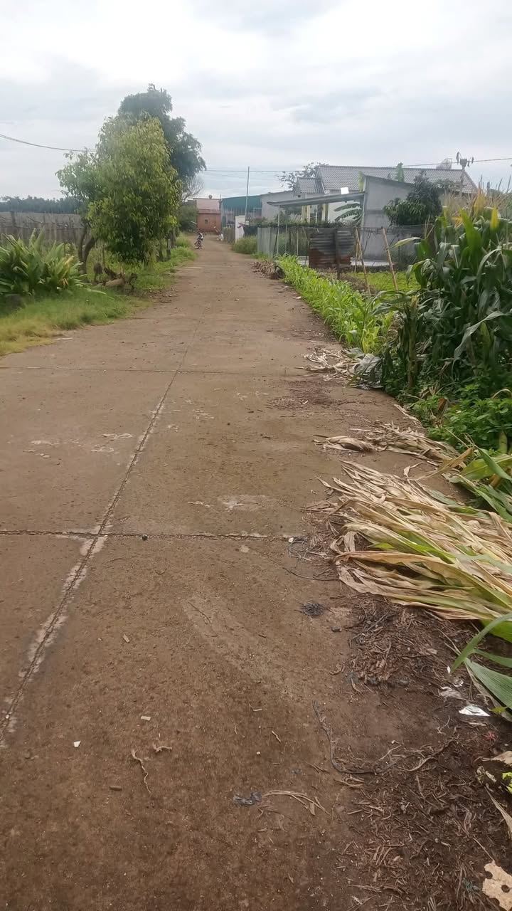 Đất thổ cư Tân Hội, Đức Trọng 1800m² giá 3,1 tỷ - Đường bê tông lớn, vị trí đẹp!