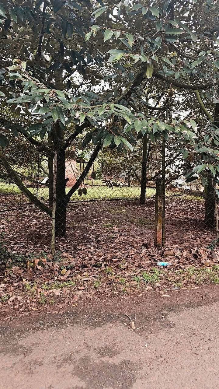 Đất nền liền kề tại phường Tân Lập, Buôn Ma Thuột 125m² giá 1.25 tỷ - Đầu tư sinh lời ngay!