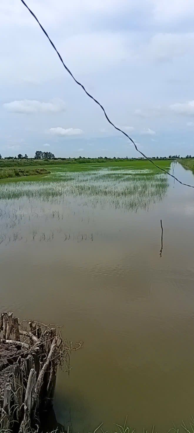 Đất tôm lúa 70.000m² xã Đông Hòa - Mặt tiền rộng, vị trí đẹp