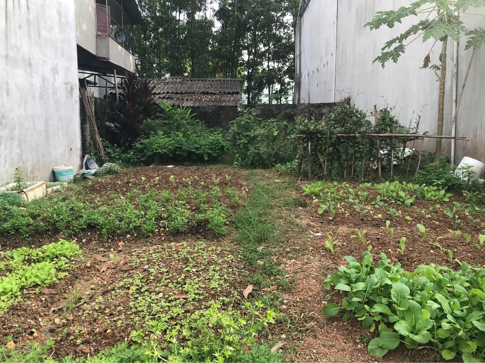 Đất thổ cư 70m² tại trung tâm thị trấn Quân Chu - Giá chỉ vài trăm triệu!