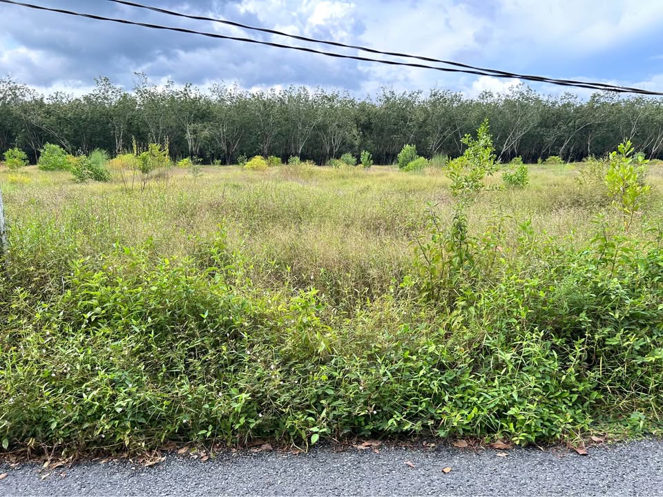 Đất nền chính chủ tại Thành Long, Châu Thành, Tây Ninh - Diện tích 1130m² giá 269 triệu - Cơ hội đầu tư hiếm có!