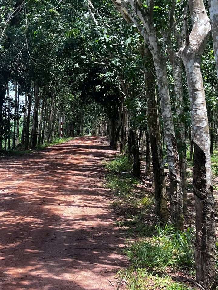 Đất Farm xã Thành Long, Châu Thành, Tây Ninh 64000m² giá 8.96 tỷ - Cơ hội đầu tư hấp dẫn!