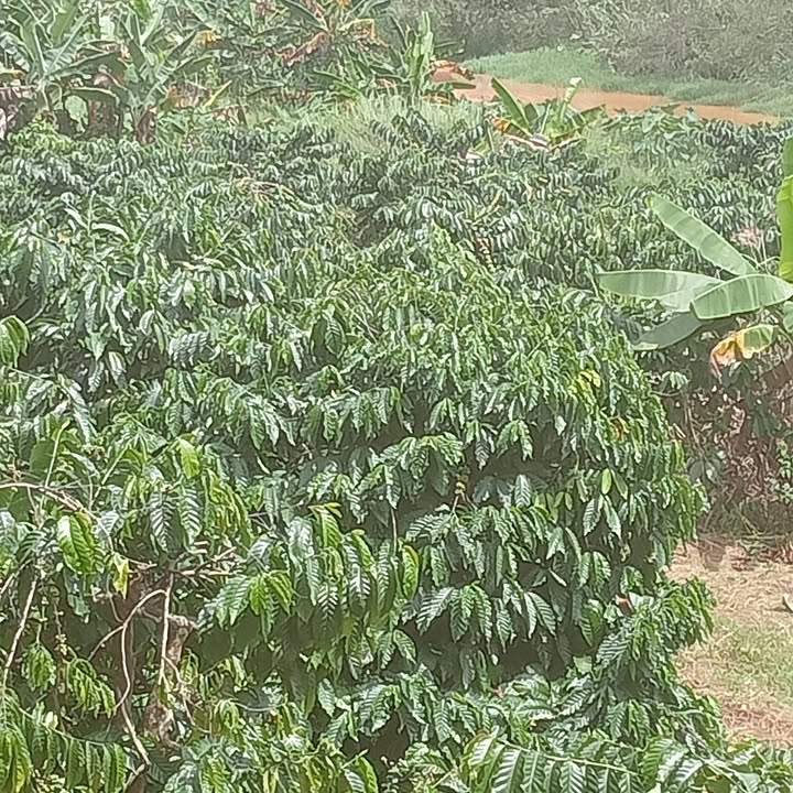 Đất nền 5 sào tại Đắk Wer, Đắk R'Lấp giá 1.6 tỷ - Cơ hội đầu tư tuyệt vời!