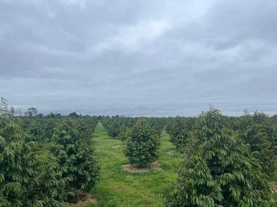 Đất Sầu Riêng 15.000m² tại Ea M'nang, Cư M'gar - Giá chỉ 7 tỷ VND!